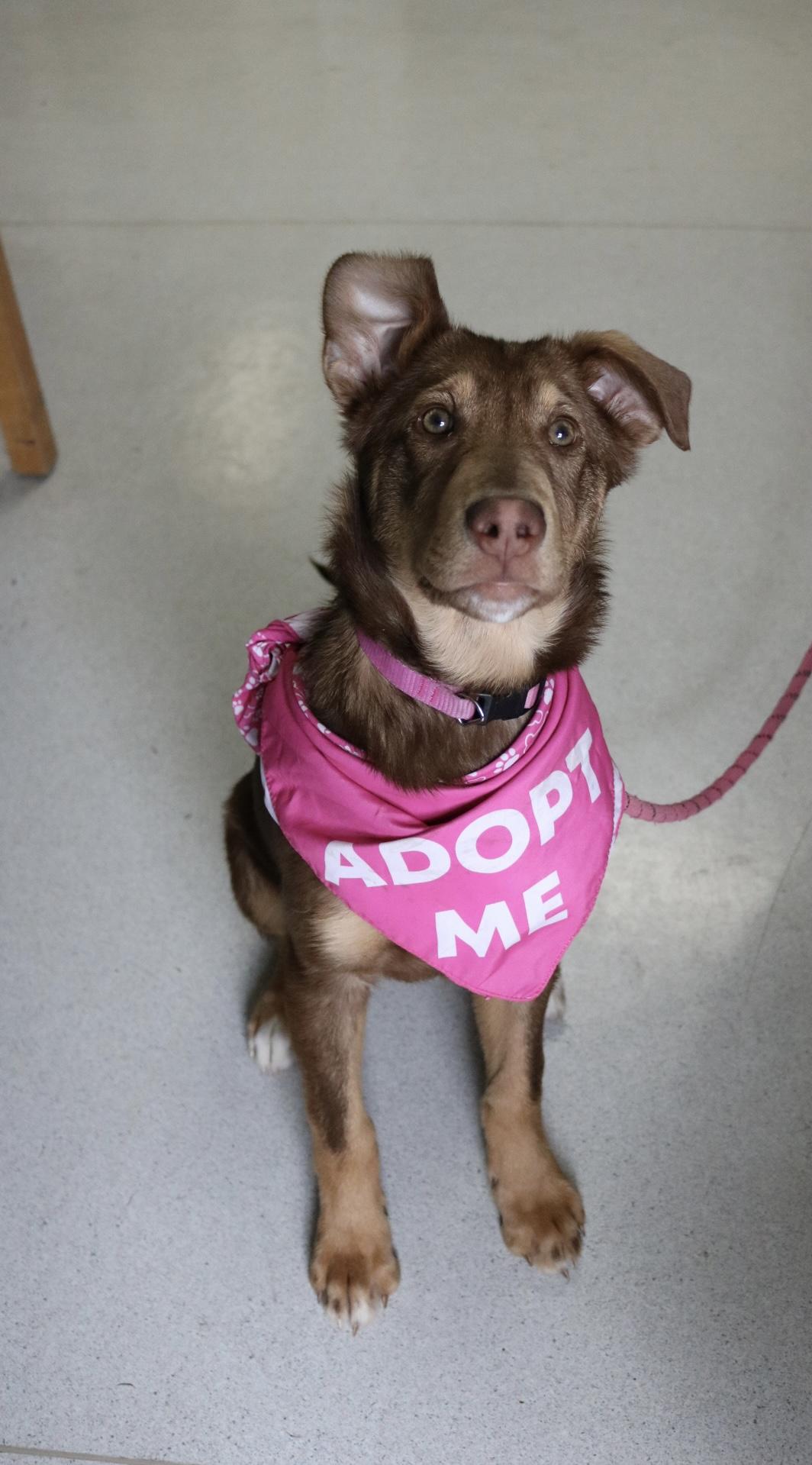 Dolly, ADOPTABLE, Young Female Australian Kelpie.