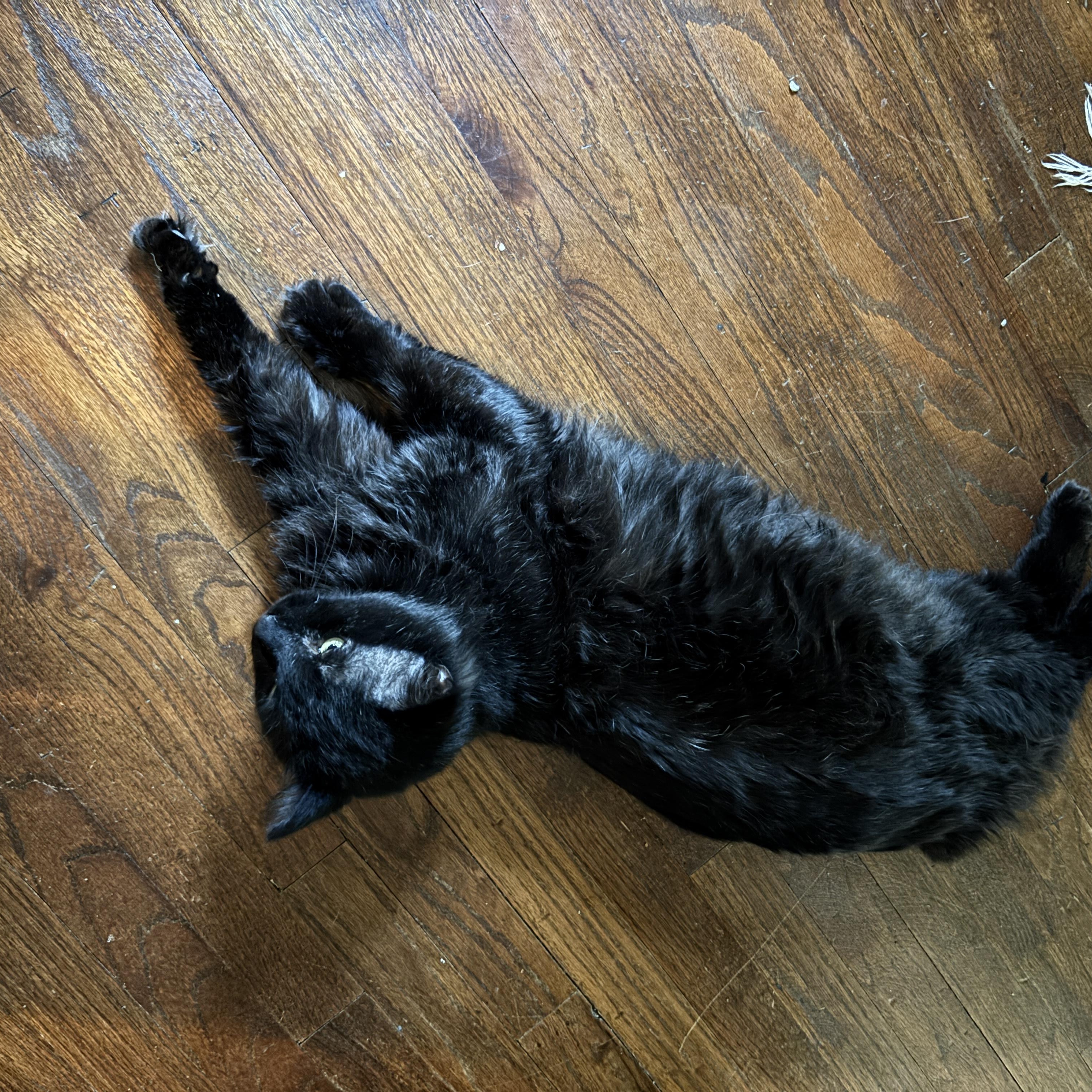 OXFORD, a Adoptable Domestic Long Hair in Flint, TX image 5/6