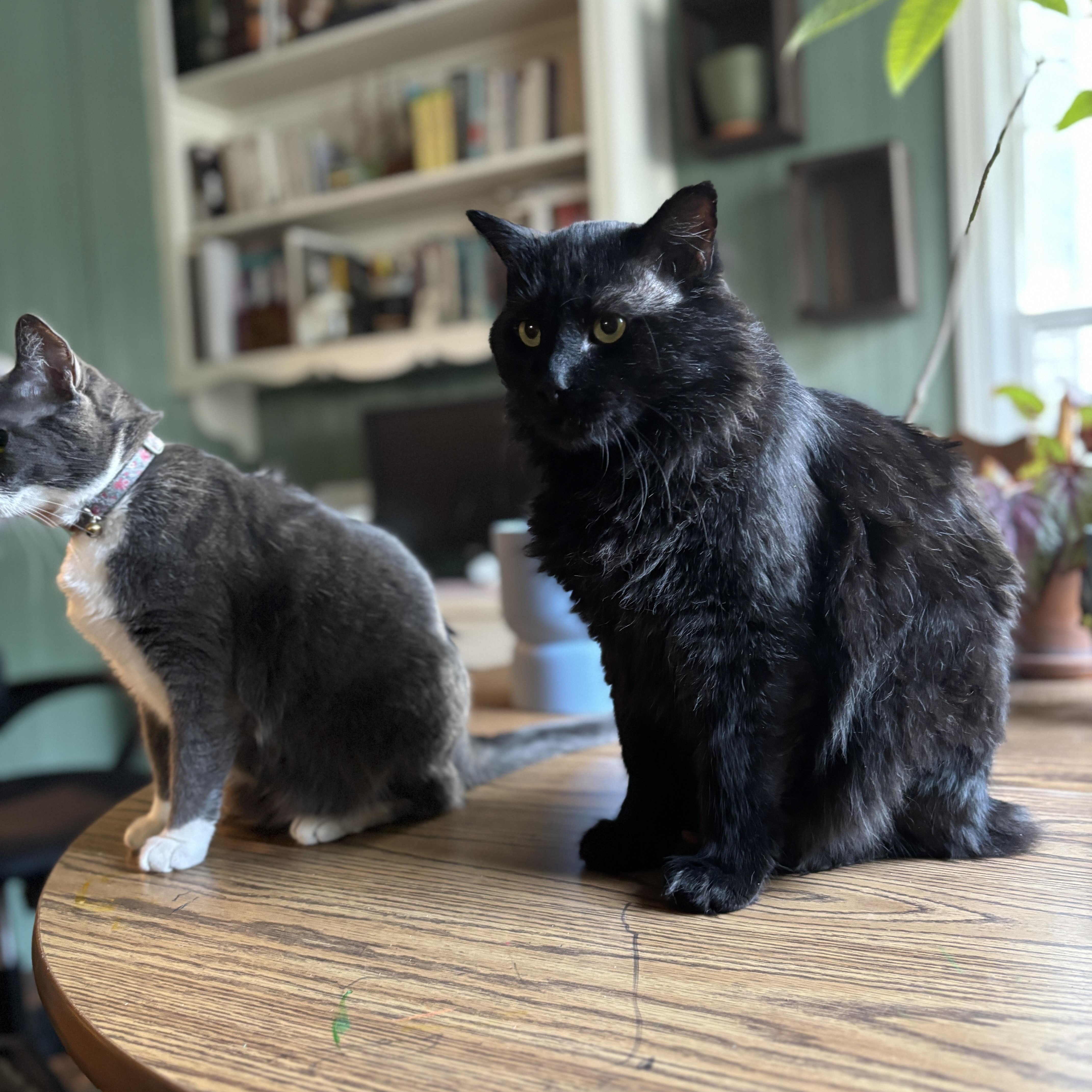 OXFORD, a Adoptable Domestic Long Hair in Flint, TX image 6/6