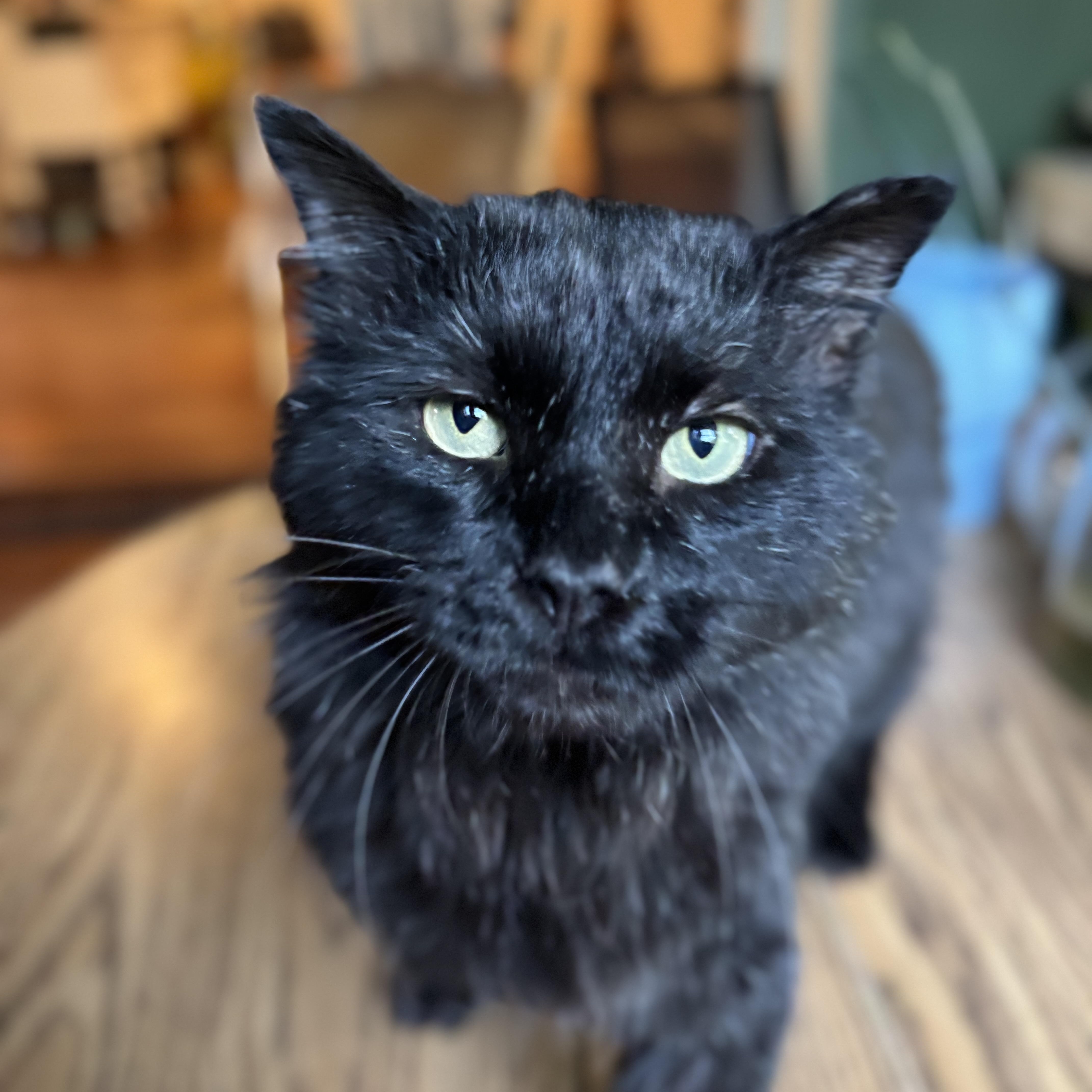 OXFORD, a Adoptable Domestic Long Hair in Flint, TX image 2/6