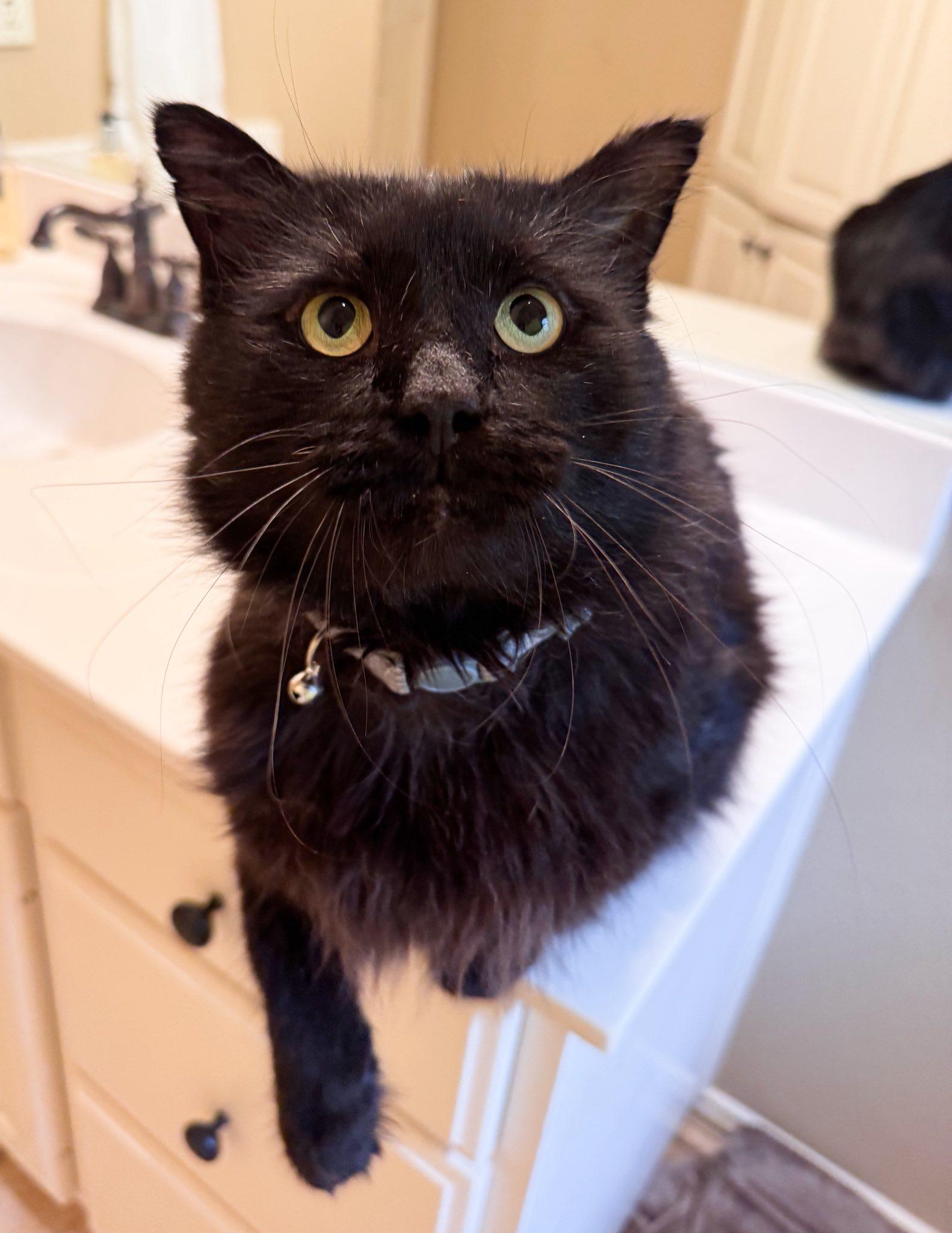 OXFORD, a Adoptable Domestic Long Hair in Flint, TX image 3/6