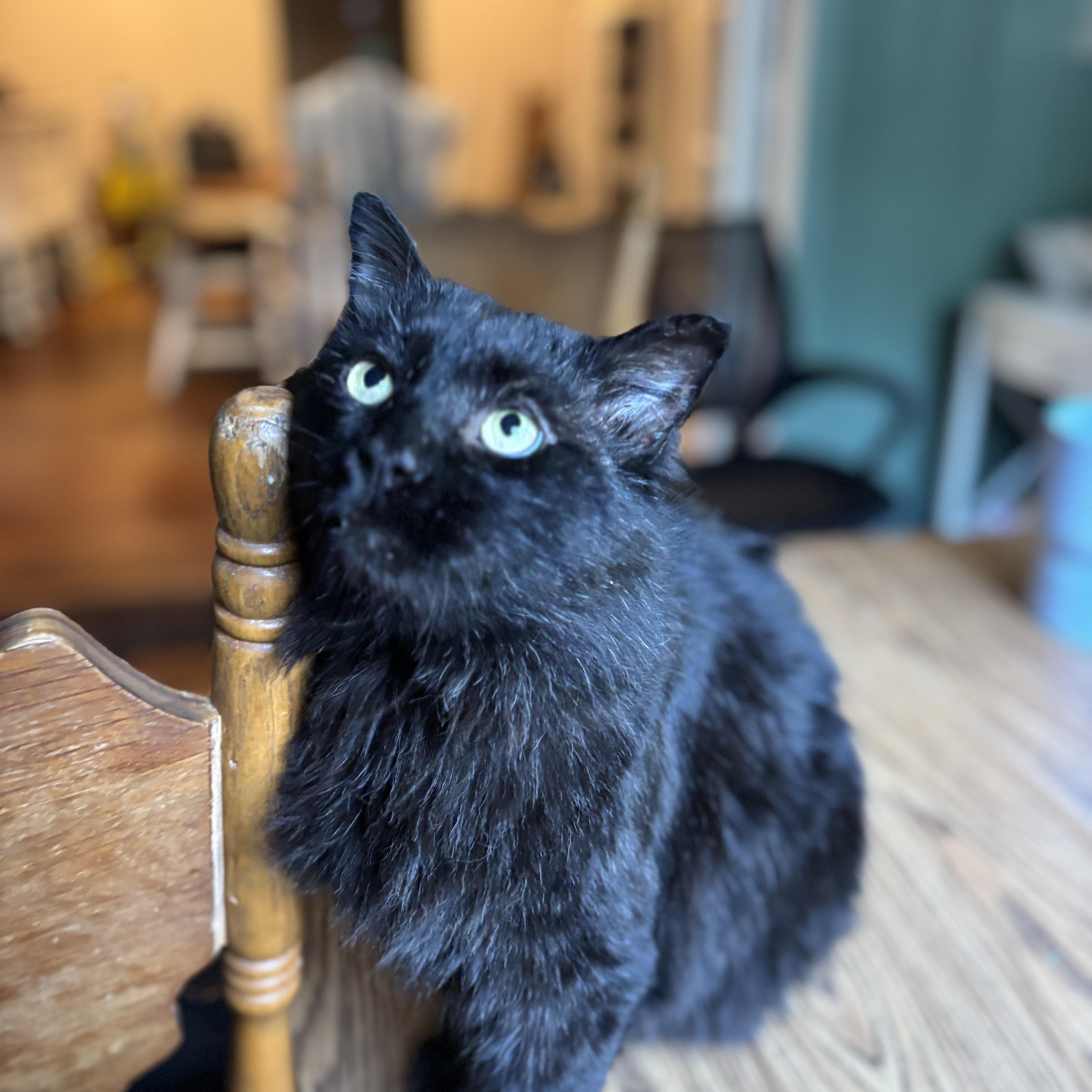 OXFORD, a Adoptable Domestic Long Hair in Flint, TX image 1/6