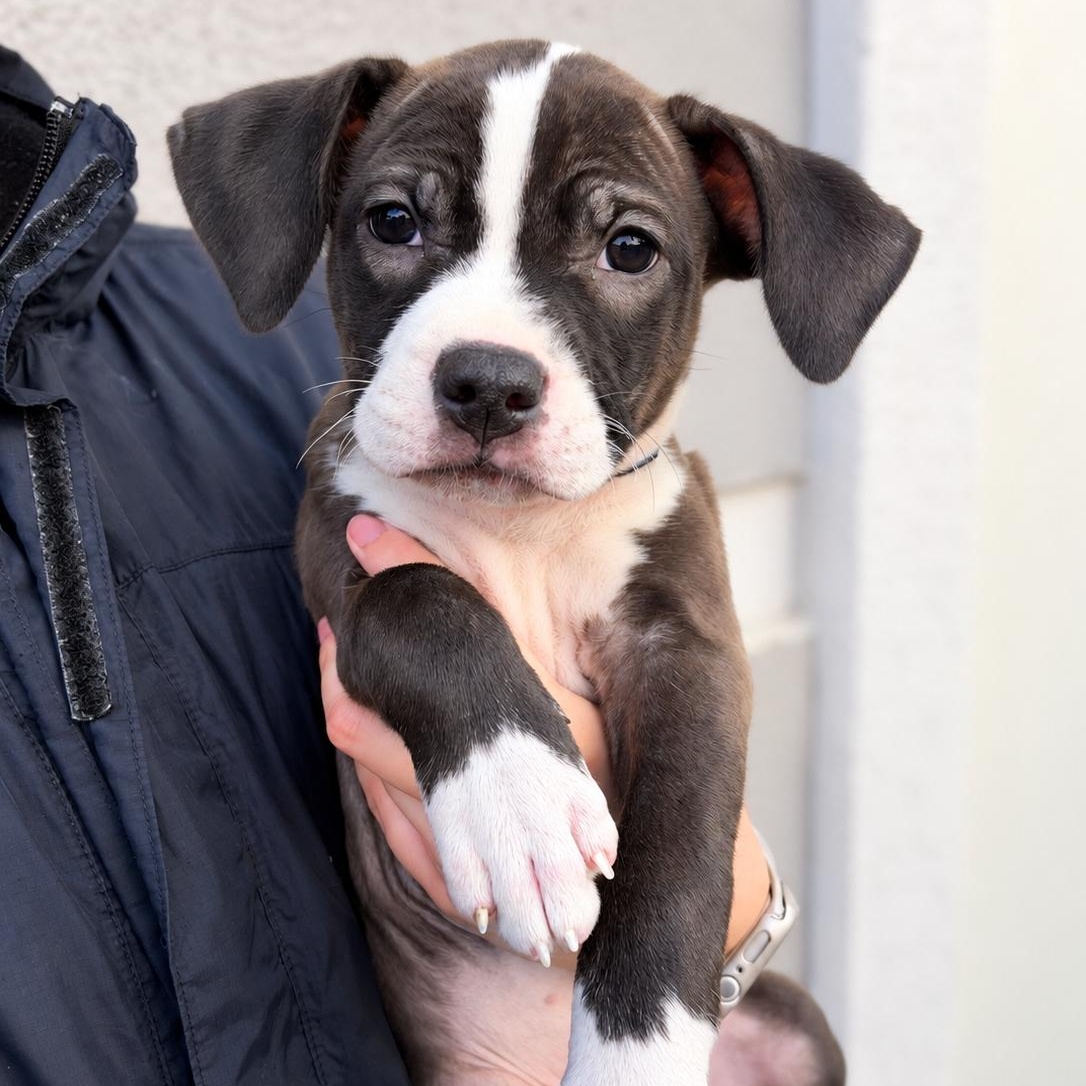Enlarge Delicta, a Adoptable mixed breed in Henderson, NV image 1/1