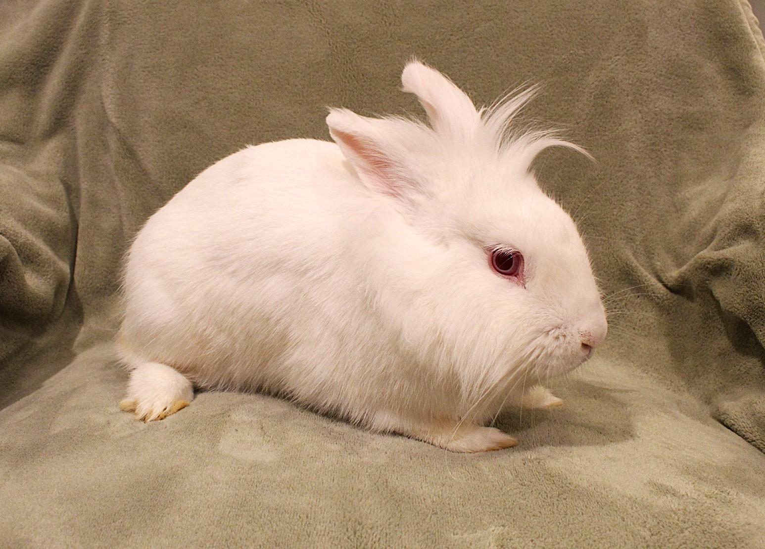 Enlarge Misty, a ADOPTABLE Lionhead in Hillside, NJ image 3/3
