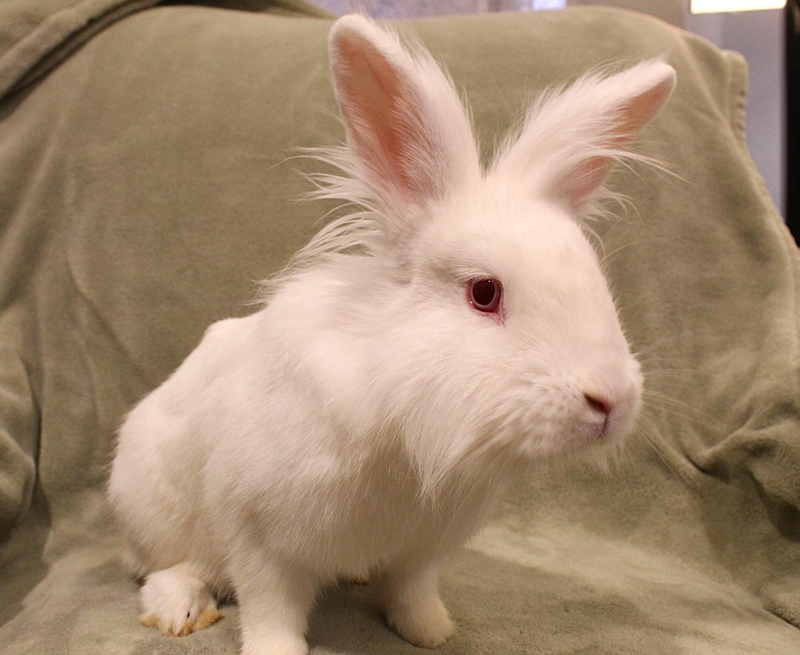 Misty, ADOPTABLE, Adult Female Lionhead.