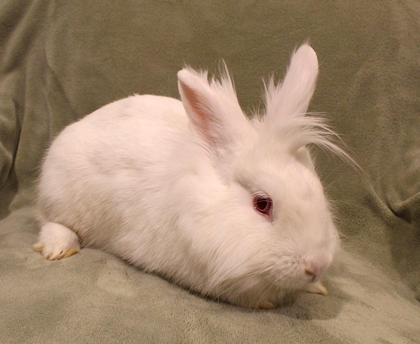 Enlarge Misty, a ADOPTABLE Lionhead in Hillside, NJ image 2/3