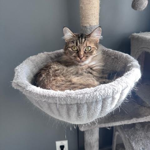 Dottie - New Bio*, a Adoptable Torbie in Vancouver, BC image 1/6