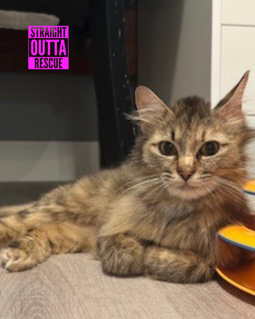 Dottie - New Bio*, a Adoptable Torbie in Vancouver, BC image 5/6