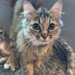 Dottie - New Bio*, a Adoptable Torbie in Vancouver, BC image 2/6