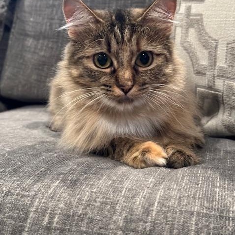 Dottie - New Bio*, a Adoptable Torbie in Vancouver, BC image 3/6