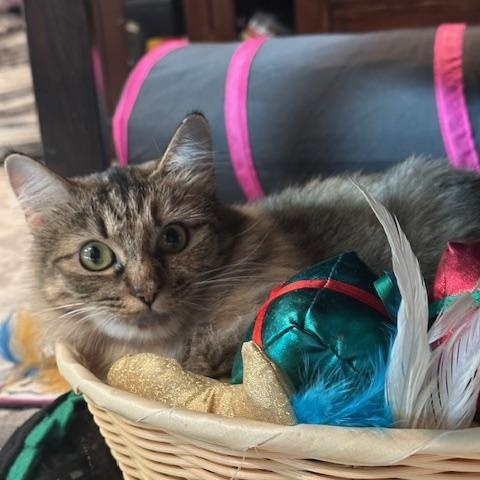 Dottie - New Bio*, a Adoptable Torbie in Vancouver, BC image 4/6