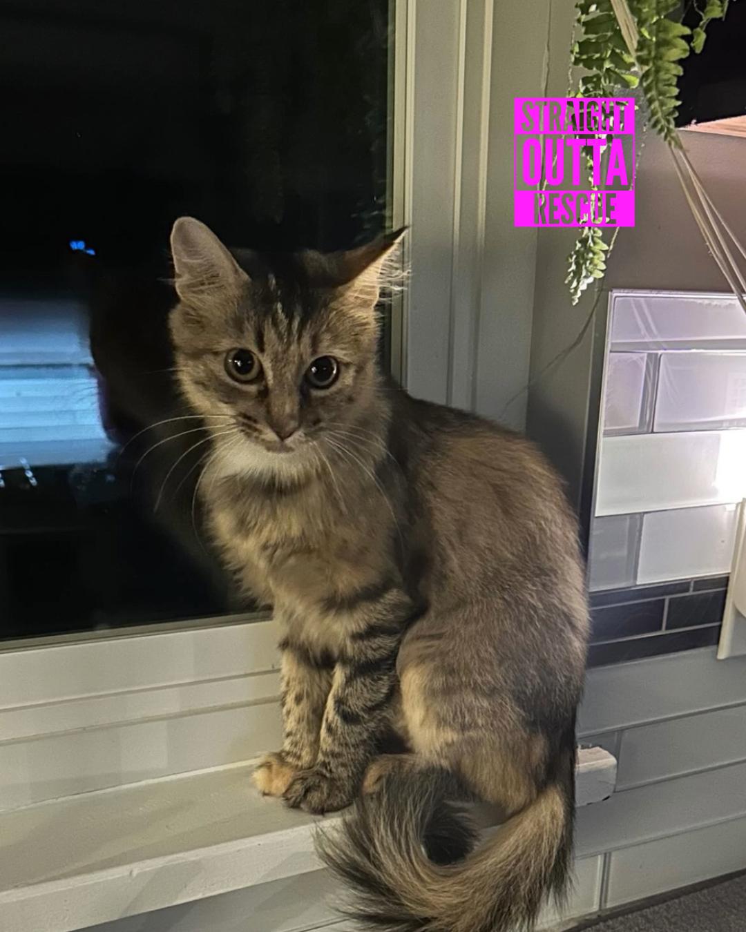 Dottie - New Bio*, a Adoptable Torbie in Vancouver, BC image 6/6