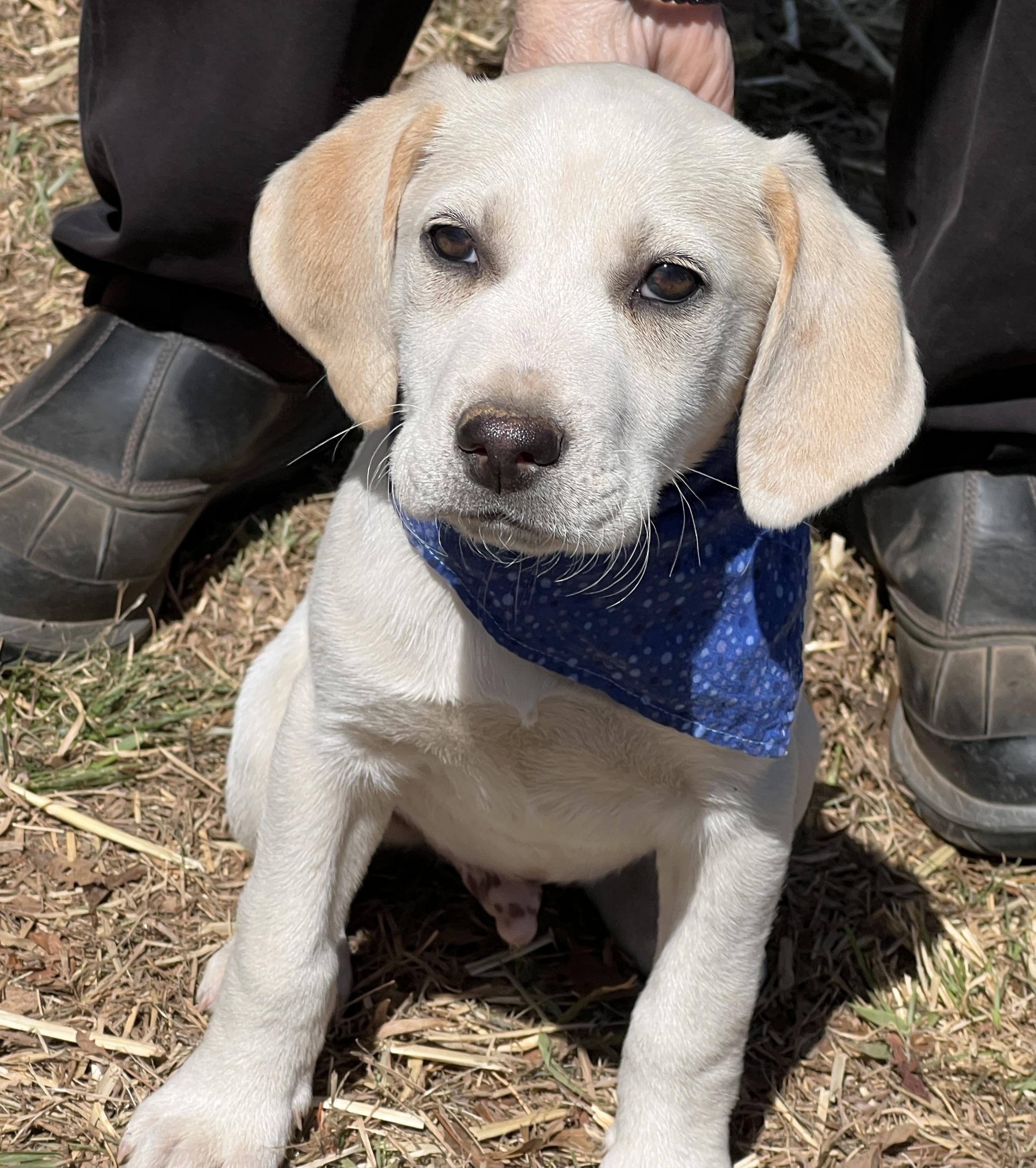 Enlarge Finnegan, an adopted Hound in Palmyra, VA image 4/6