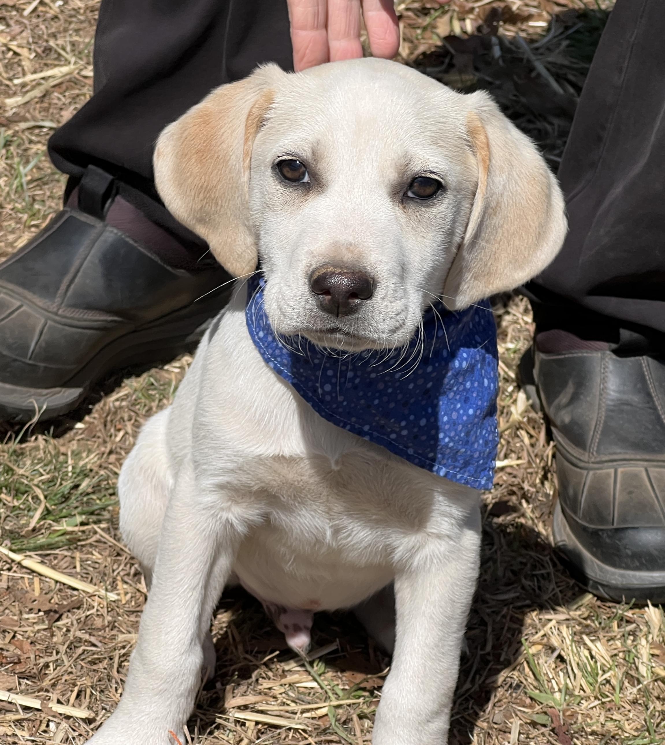Enlarge Finnegan, an adopted Hound in Palmyra, VA image 3/6