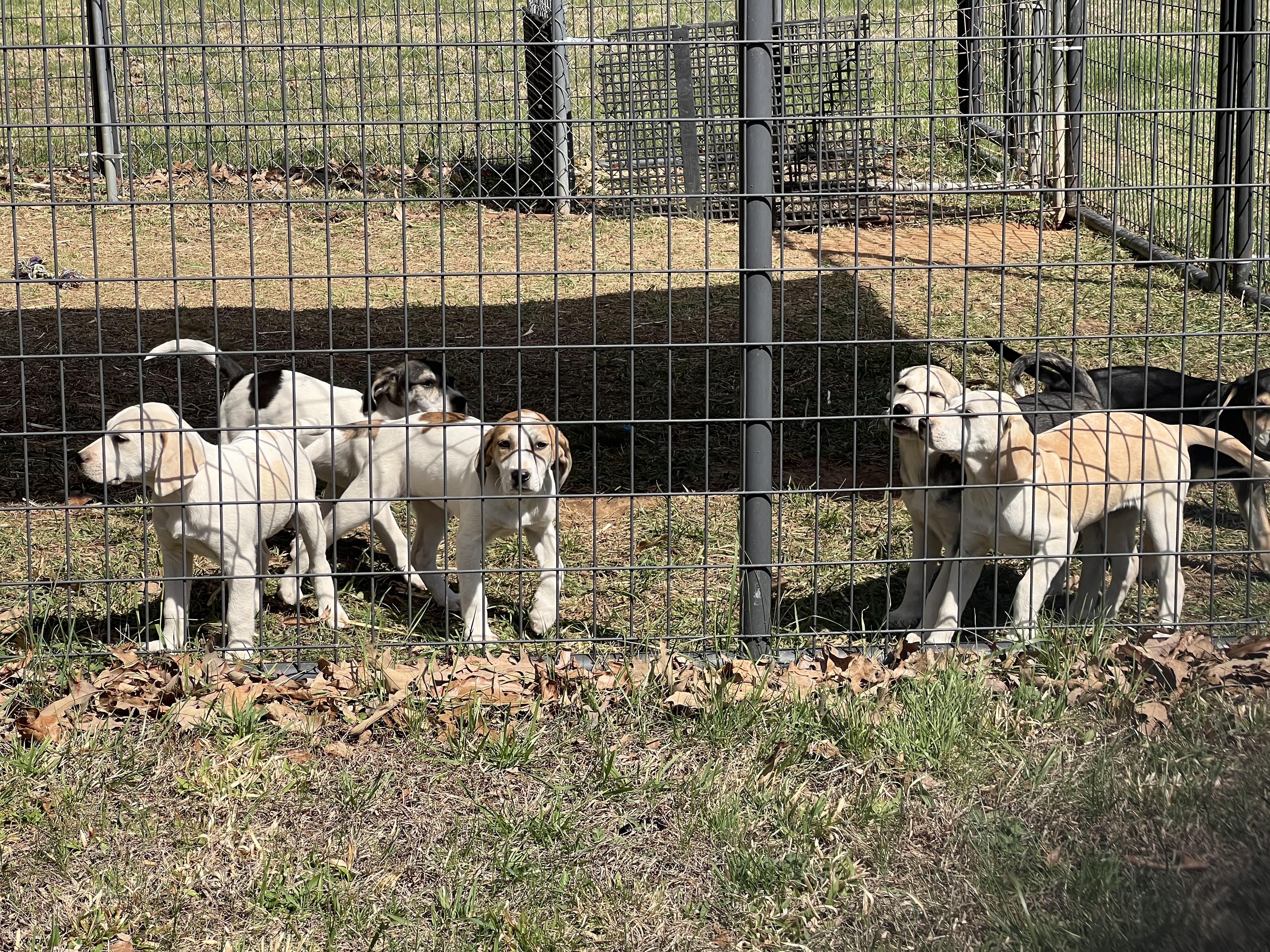 Enlarge Finnegan, an adopted Hound in Palmyra, VA image 6/6