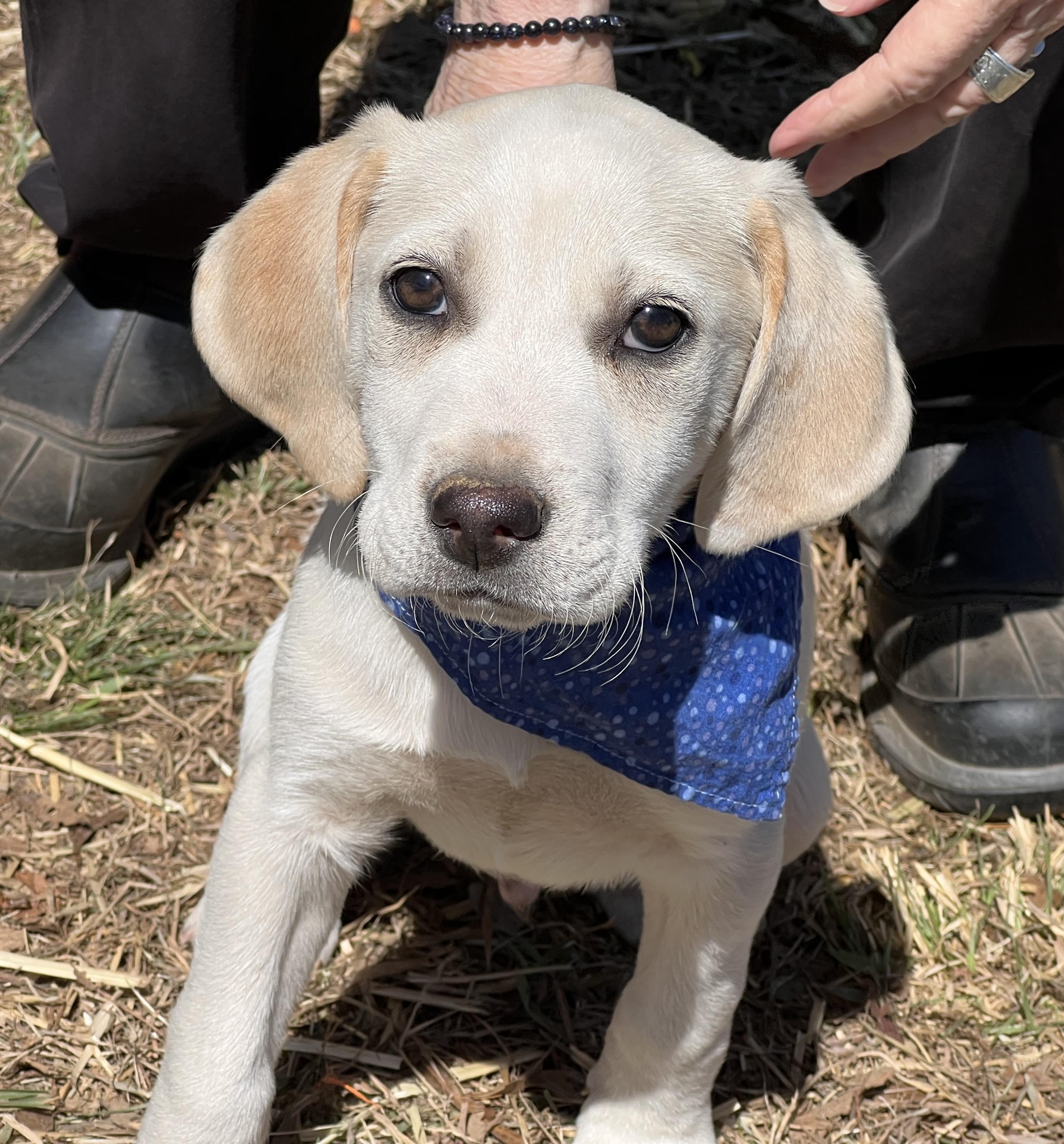 Finnegan, adopted, Puppy Male Hound.