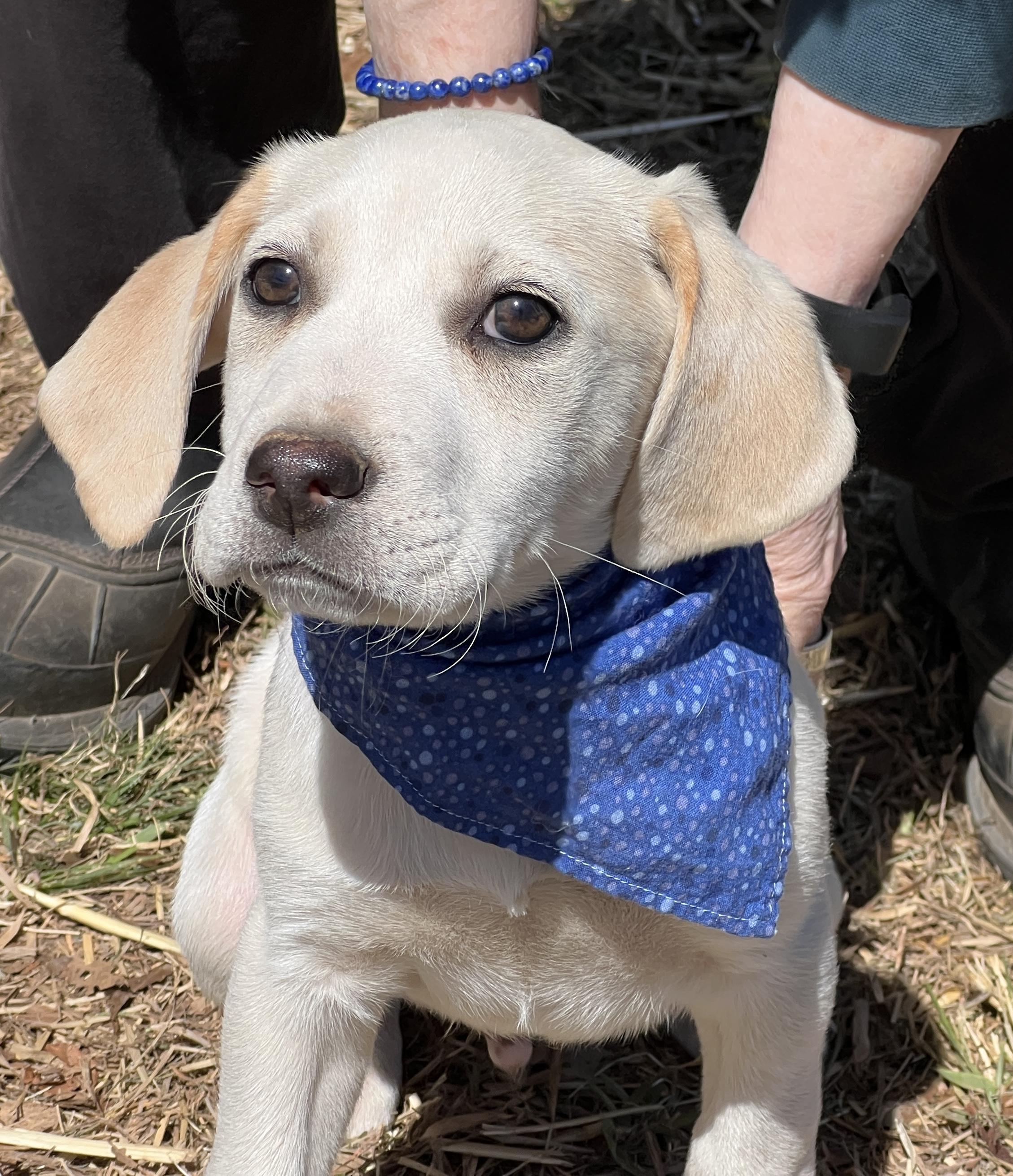Enlarge Finnegan, an adopted Hound in Palmyra, VA image 2/6