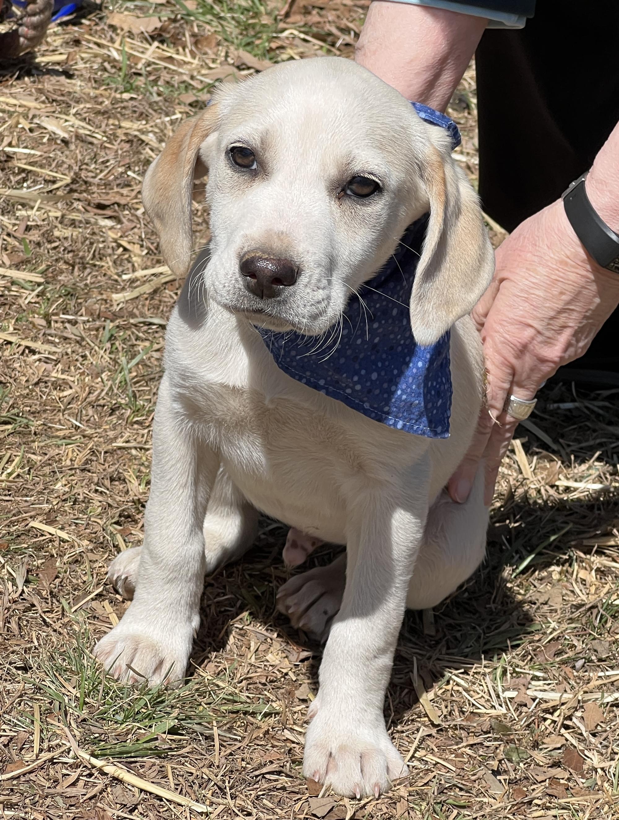 Enlarge Finnegan, an adopted Hound in Palmyra, VA image 5/6