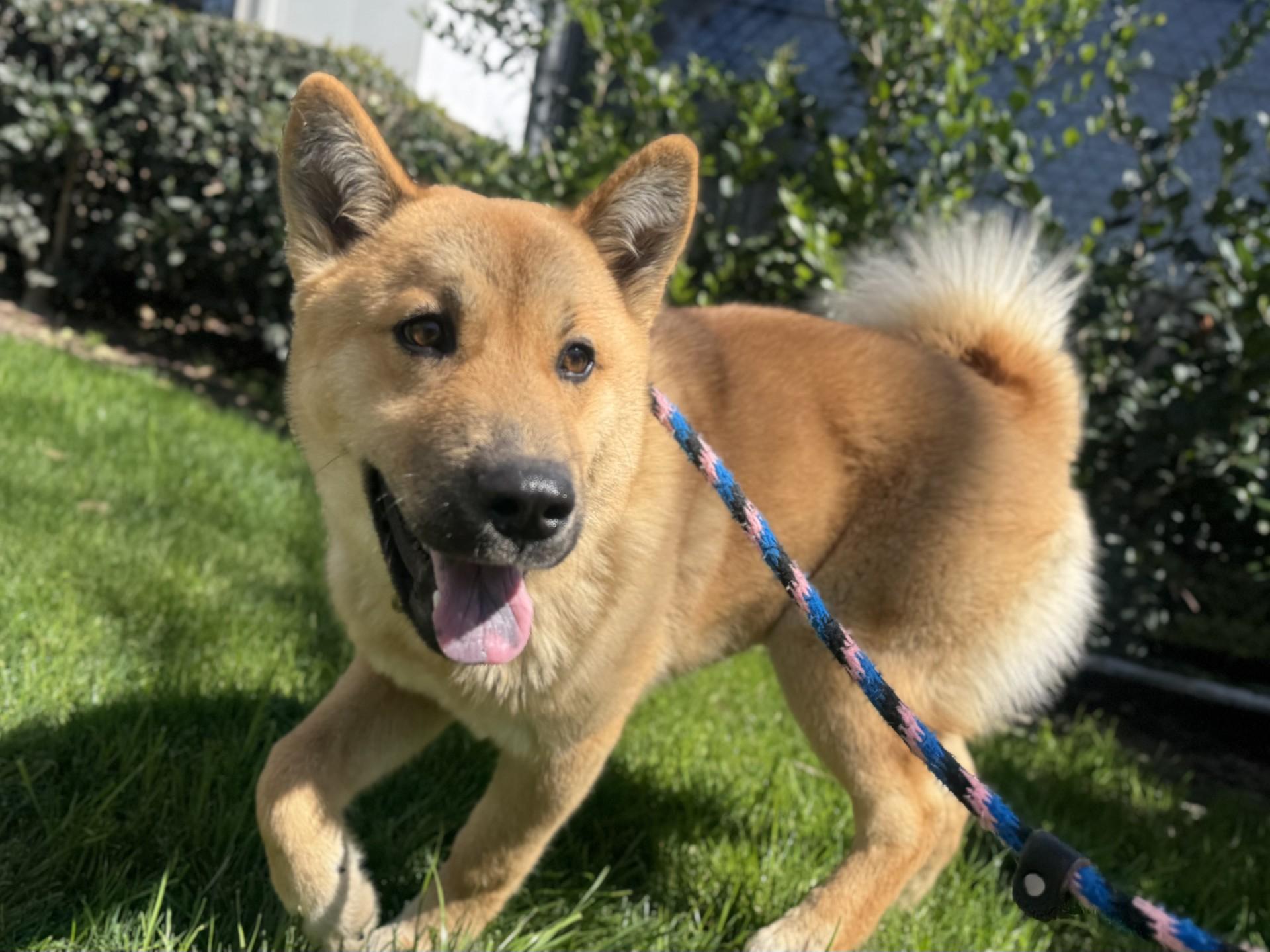 Diva, ADOPTABLE, Young Female Chow Chow & Basenji.