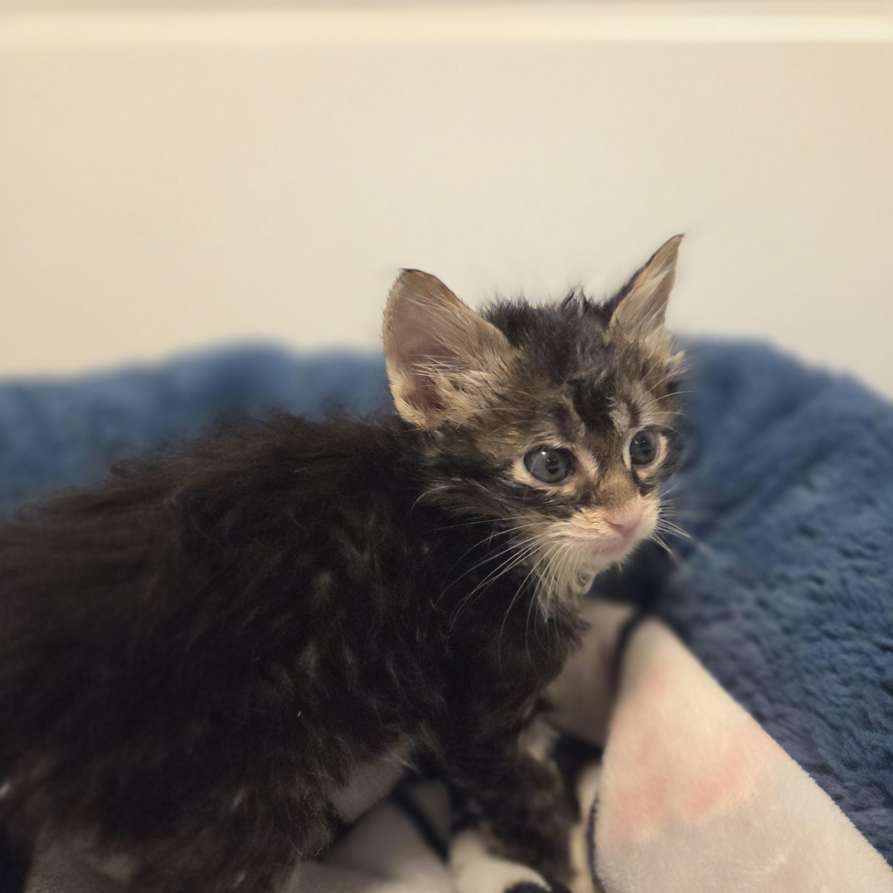 Enlarge Meatball, an adopted Tabby in Bayonne, NJ image 2/3