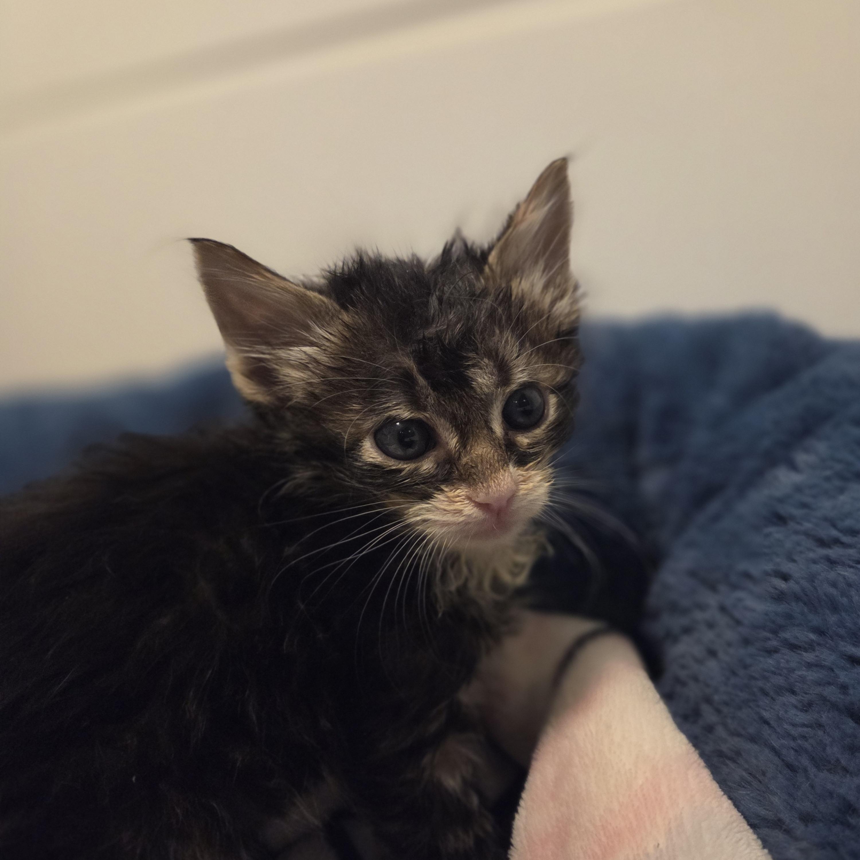 Enlarge Meatball, an adopted Tabby in Bayonne, NJ image 3/3