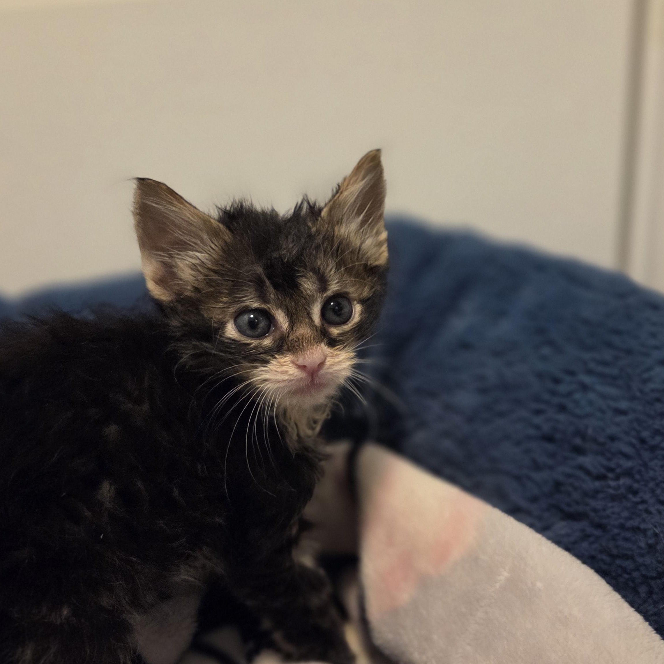 Enlarge Meatball, an adopted Tabby in Bayonne, NJ image 1/3