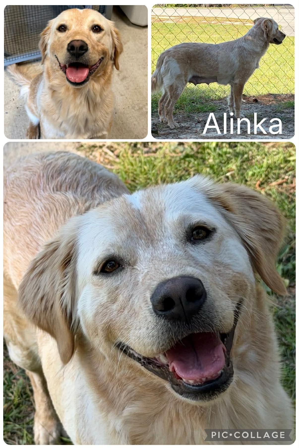 Alinka, ADOPTABLE, Young Female Golden Retriever.