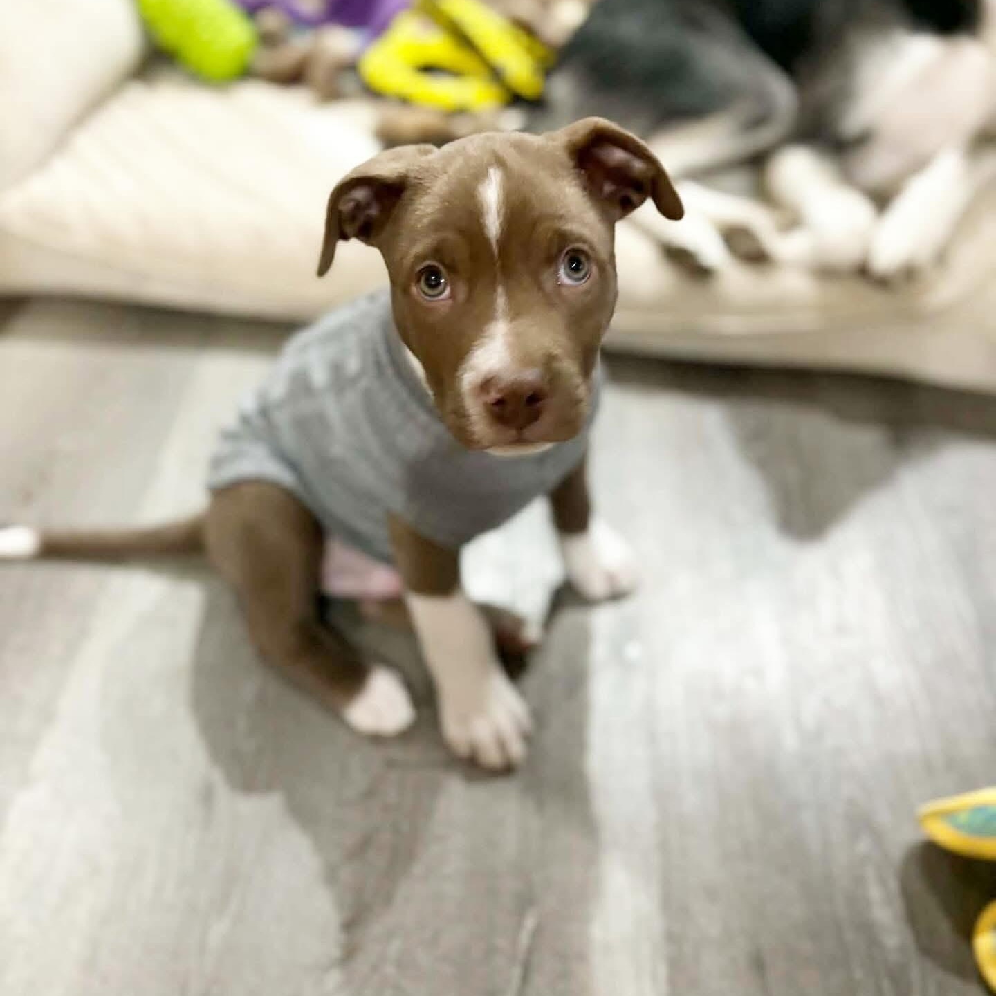 Rolo, ADOPTABLE, Puppy Male Pit Bull Terrier & Labrador Retriever.