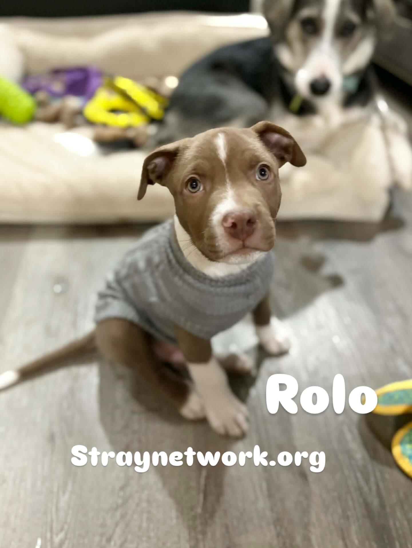 Enlarge Rolo, a ADOPTABLE mixed breed in Hatfield, PA image 4/4