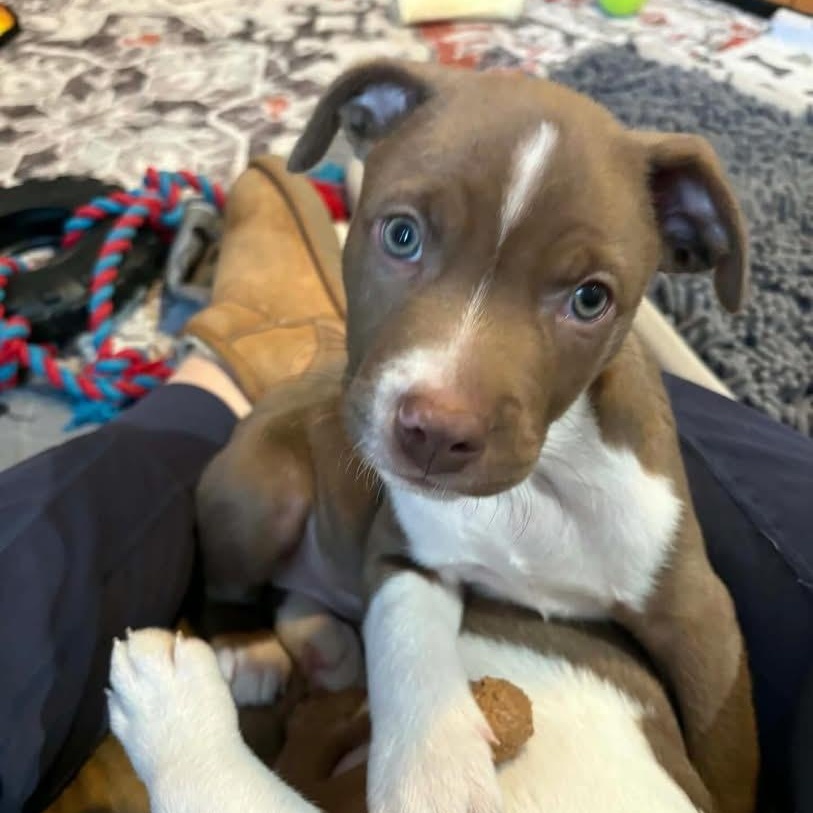 Enlarge Rolo, a ADOPTABLE mixed breed in Hatfield, PA image 2/4