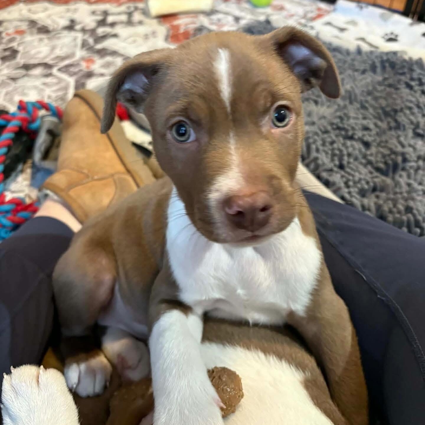 Enlarge Rolo, a ADOPTABLE mixed breed in Hatfield, PA image 3/4