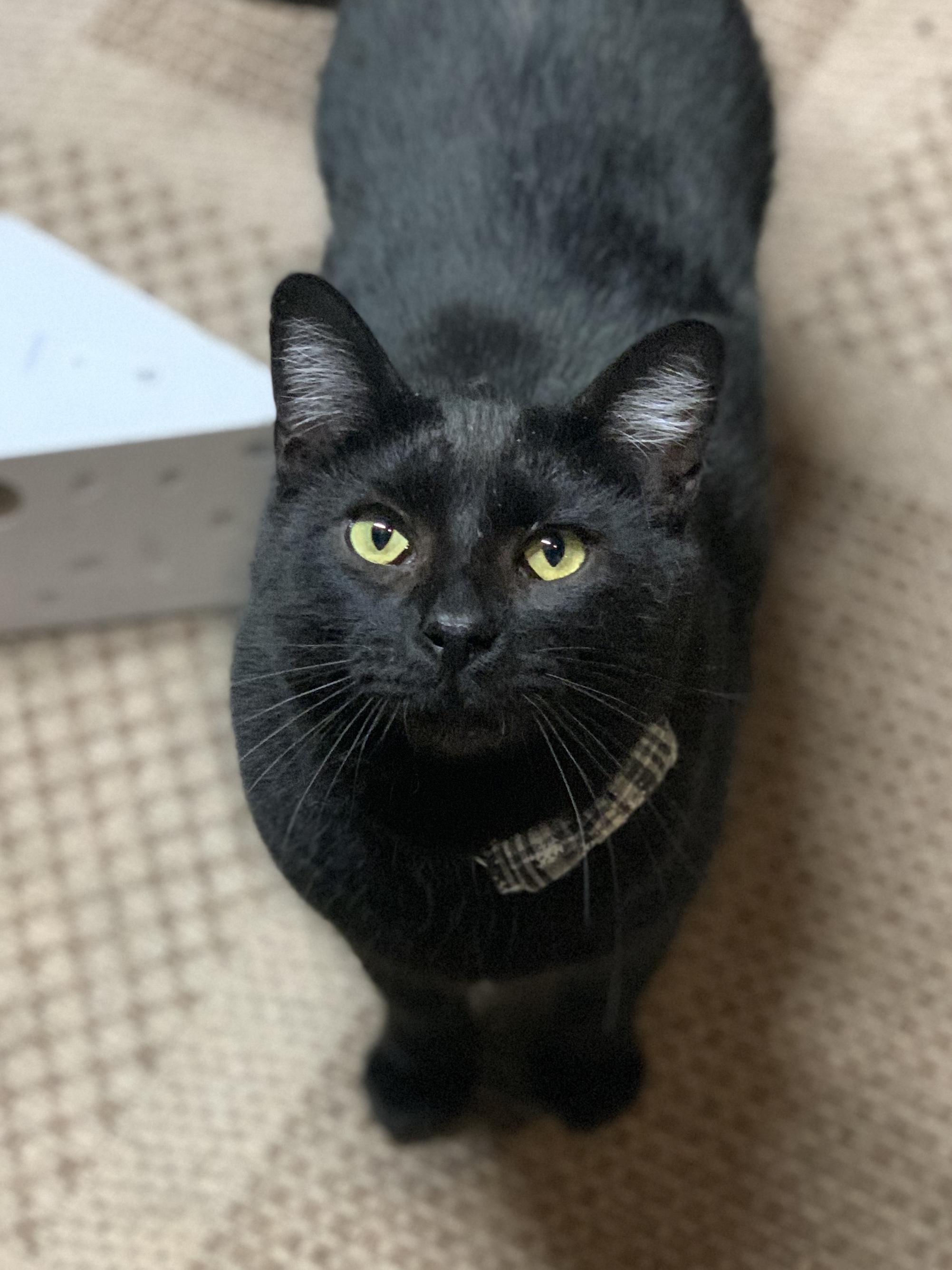 JACKSON, ADOPTABLE, Young Male Domestic Short Hair & American Shorthair.