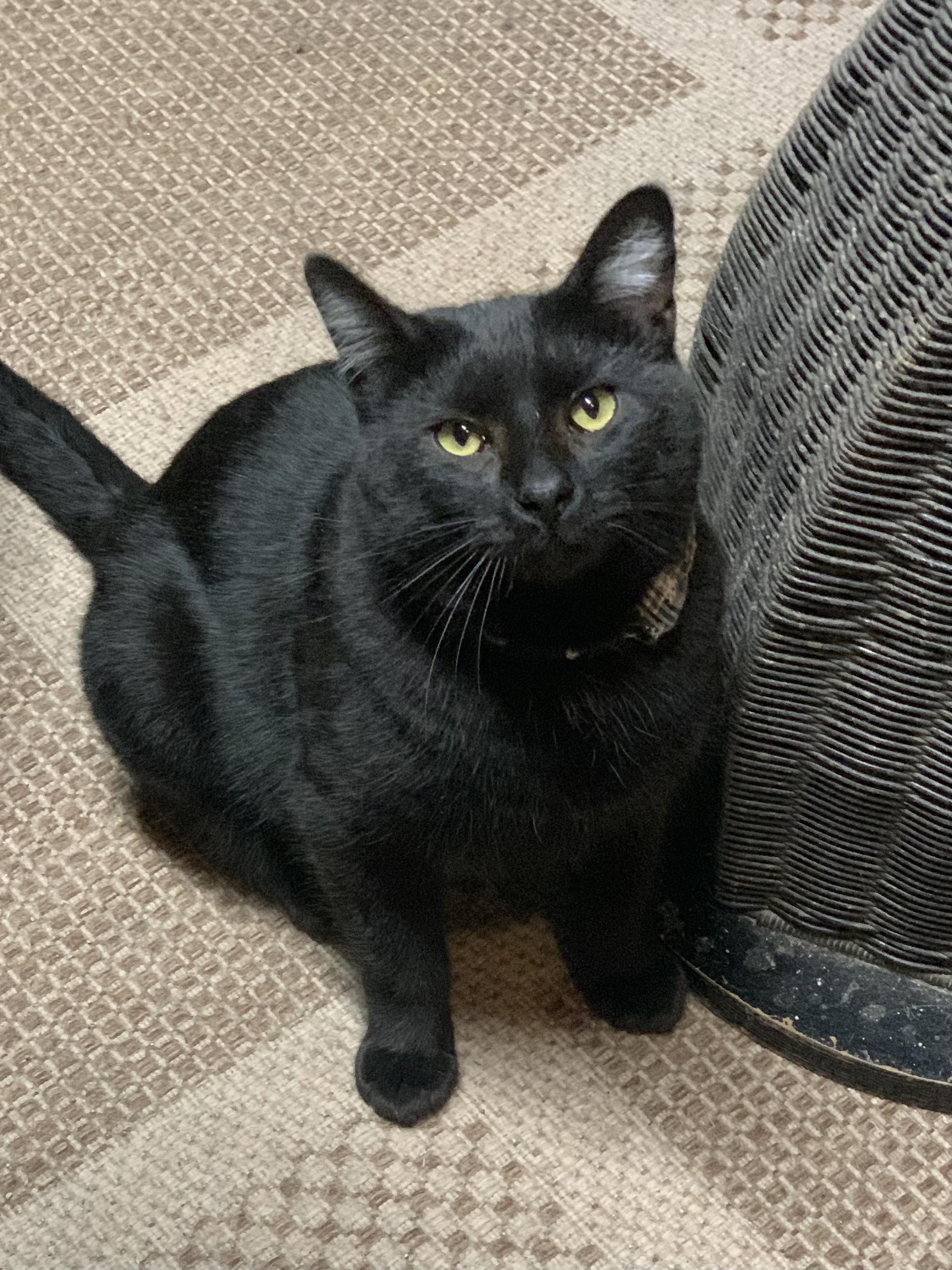 Enlarge JACKSON, a ADOPTABLE mixed breed in Panora, IA image 3/4