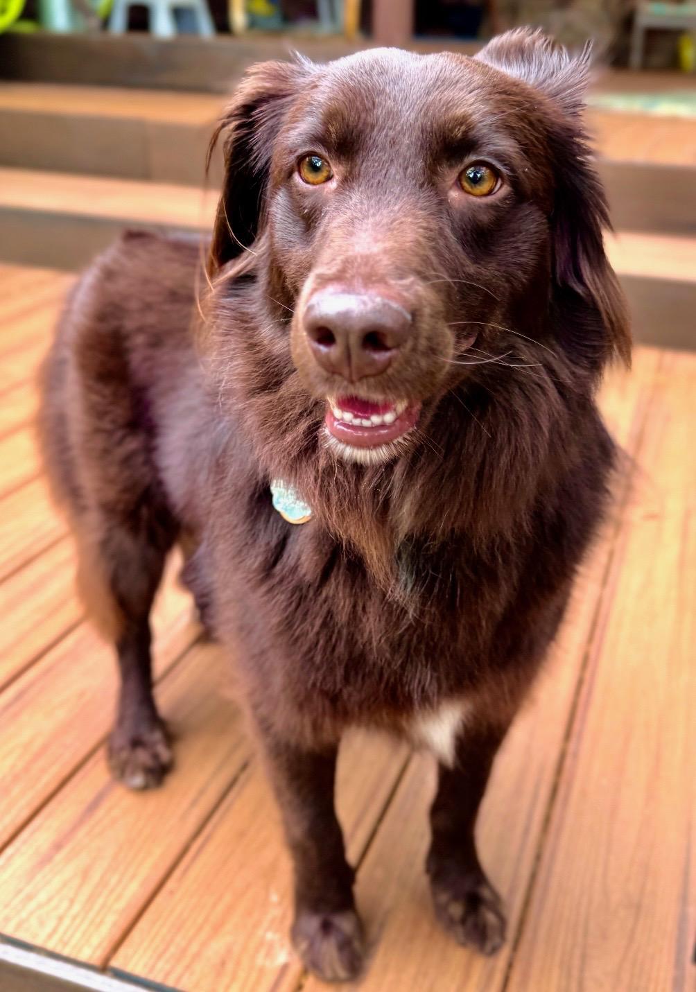 ARPH 14696 - Rojo, a Adoptable Australian Shepherd in North Richland Hills, TX image 1/5