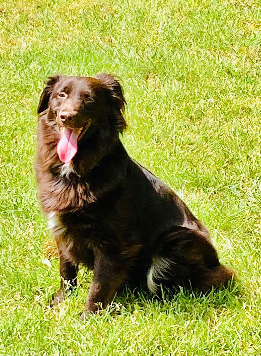 ARPH 14696 - Rojo, a Adoptable Australian Shepherd in North Richland Hills, TX image 4/5