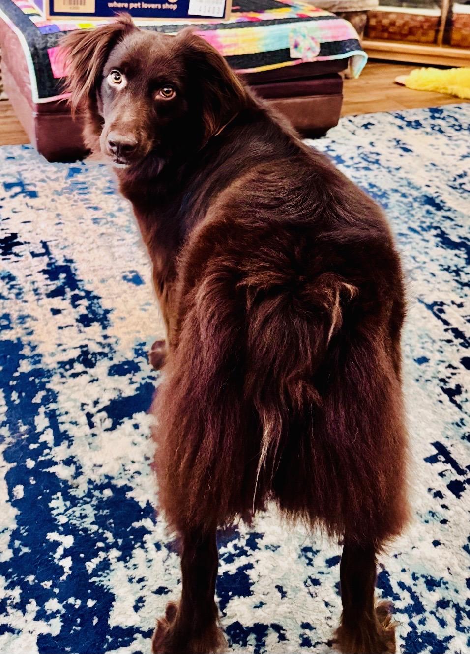 ARPH 14696 - Rojo, a Adoptable Australian Shepherd in North Richland Hills, TX image 5/5
