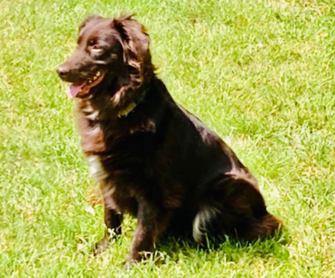 ARPH 14696 - Rojo, a Adoptable Australian Shepherd in North Richland Hills, TX image 3/5
