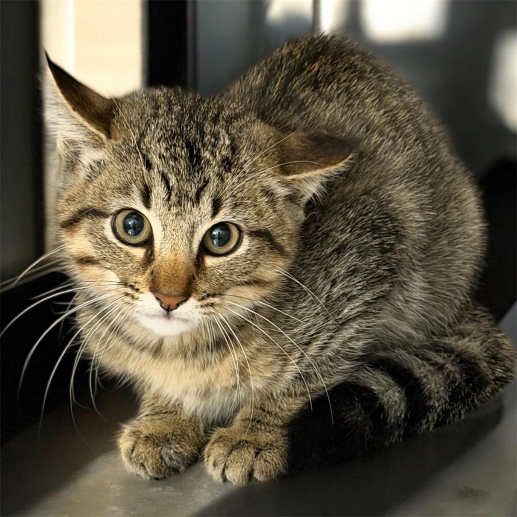 Marlin, Adoptable, Kitten Male Domestic Short Hair.