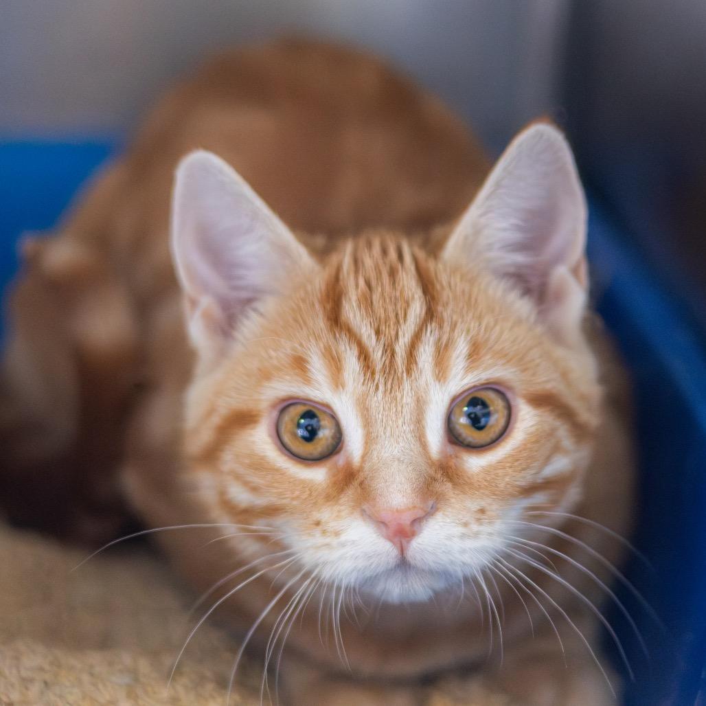 Mario (bonded with Louise) — thumbnail 2