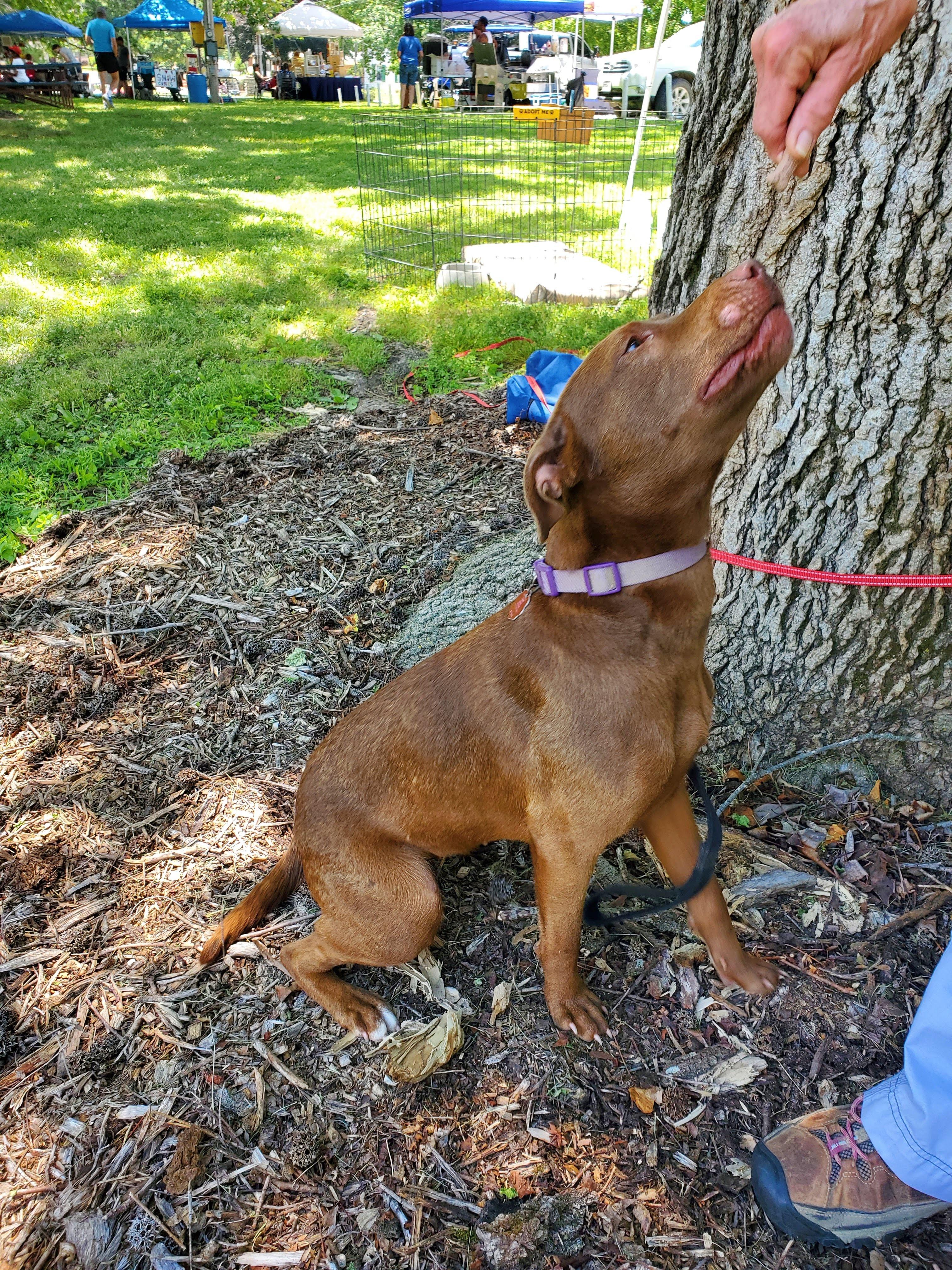 Irma, a Adoptable mixed breed in Fayette, MO image 3/5