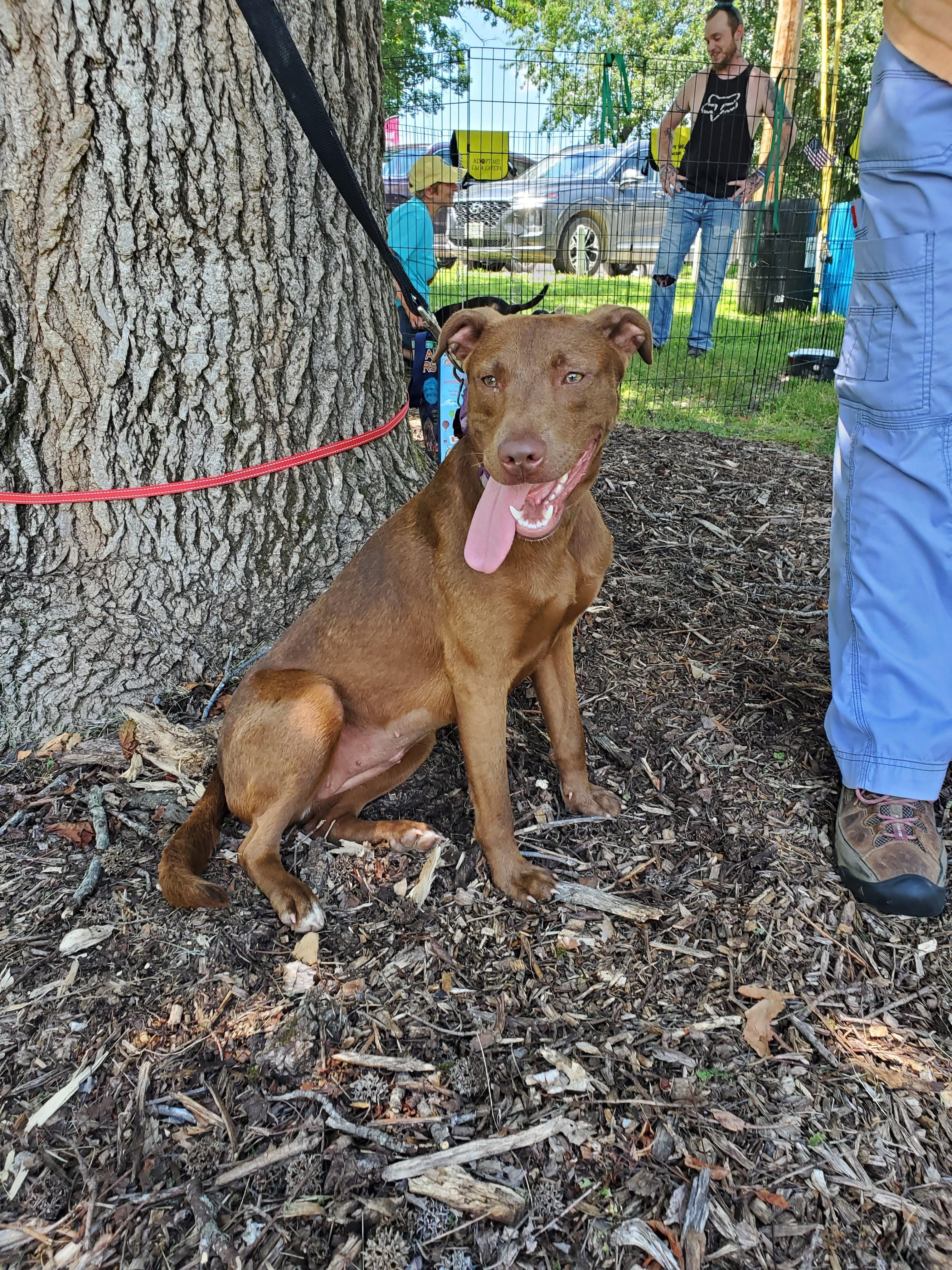Irma, a Adoptable mixed breed in Fayette, MO image 2/5