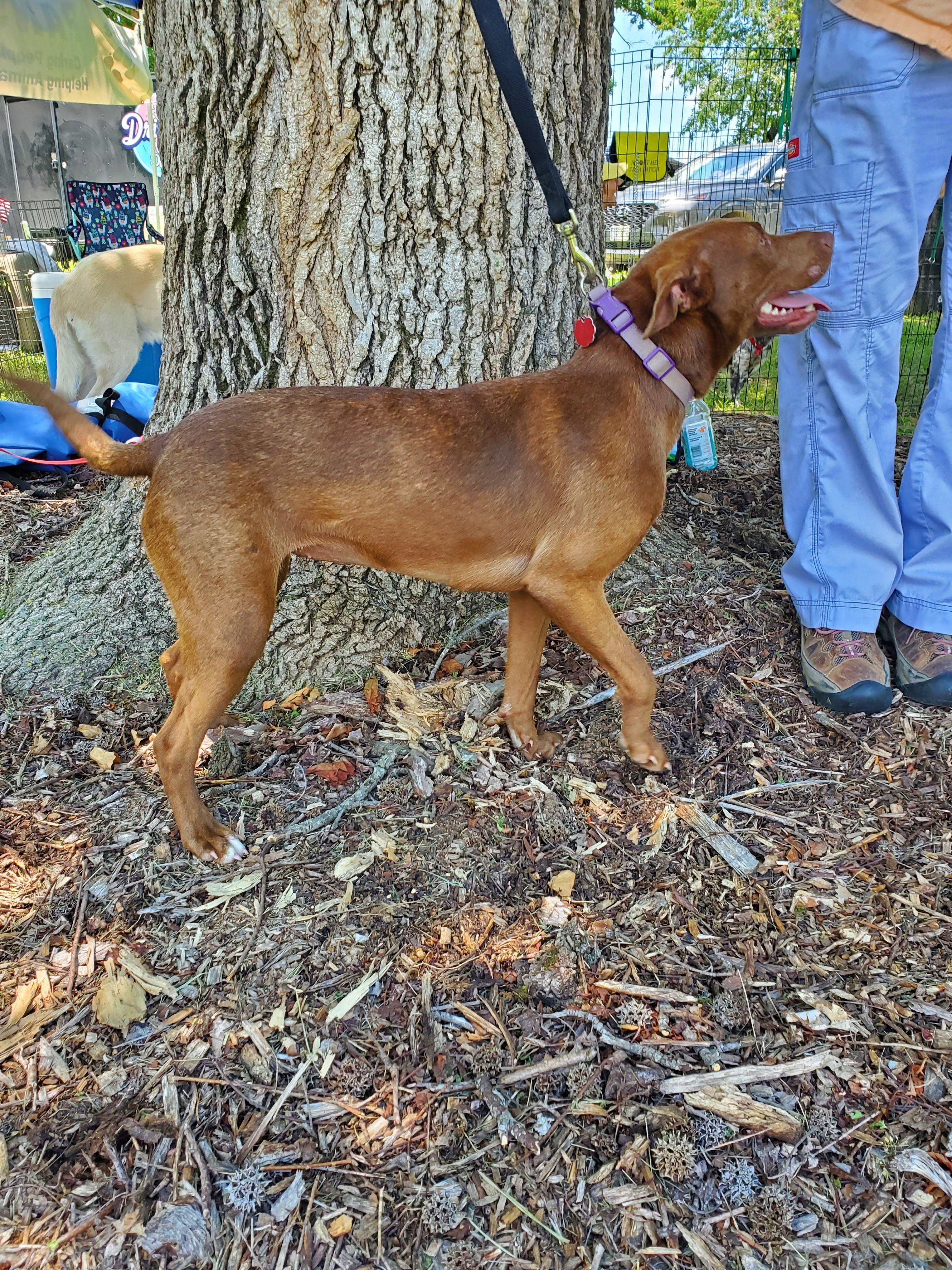 Irma, a Adoptable mixed breed in Fayette, MO image 4/5