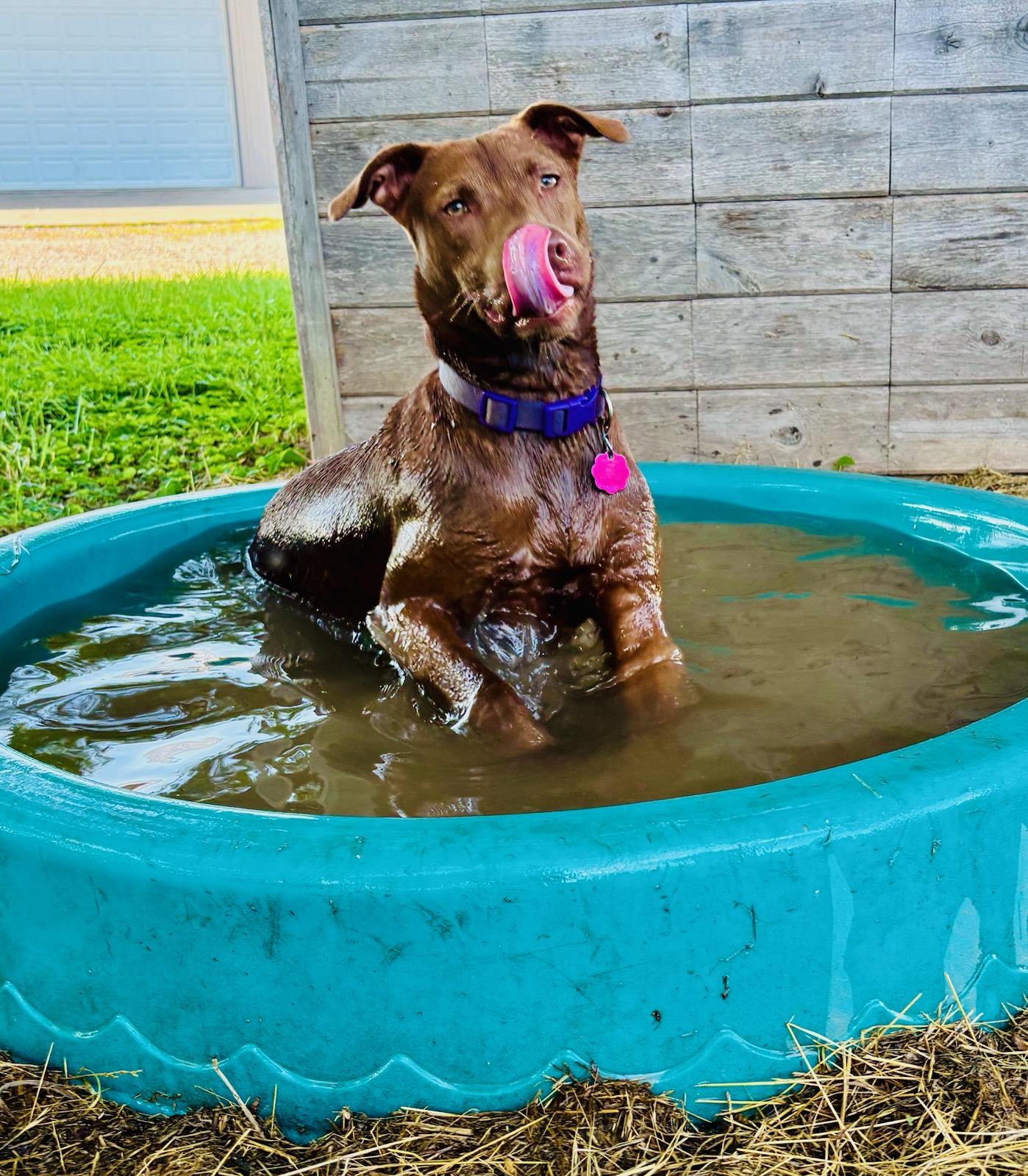 Irma, Adoptable, Adult Female Labrador Retriever.