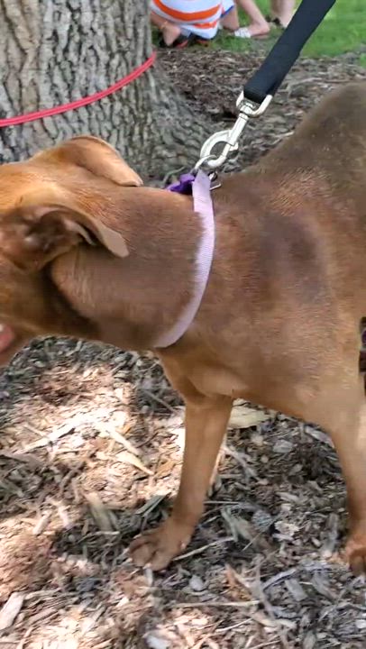 Enlarge Irma, a Adoptable mixed breed in Fayette, MO video 5/5