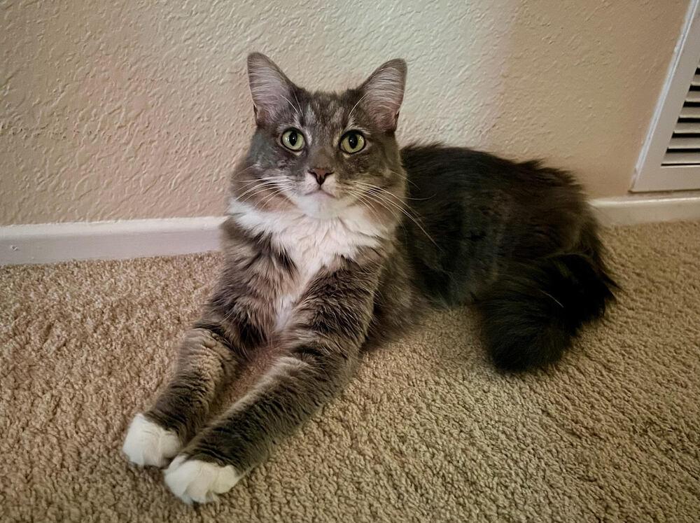 Leia, Adoptable, Adult Female Domestic Medium Hair.