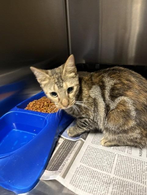 Enlarge Latte, a Adoptable Calico in Springfield, GA image 1/1