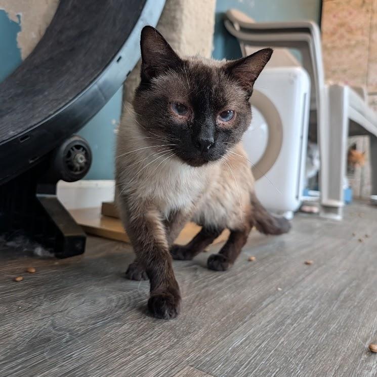 Enlarge Rowan, a ADOPTABLE Siamese in Buffalo, NY image 2/4