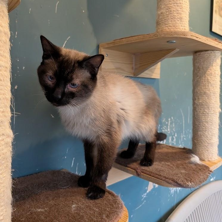 Enlarge Rowan, a ADOPTABLE Siamese in Buffalo, NY image 3/4