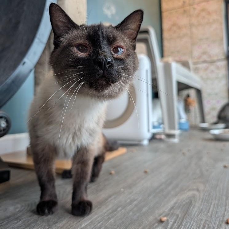 Enlarge Rowan, a ADOPTABLE Siamese in Buffalo, NY image 1/4