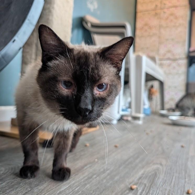 Enlarge Rowan, a ADOPTABLE Siamese in Buffalo, NY image 4/4